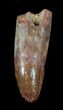 Rooted Cretaceous Fossil Crocodile Tooth - Morocco #49048-1